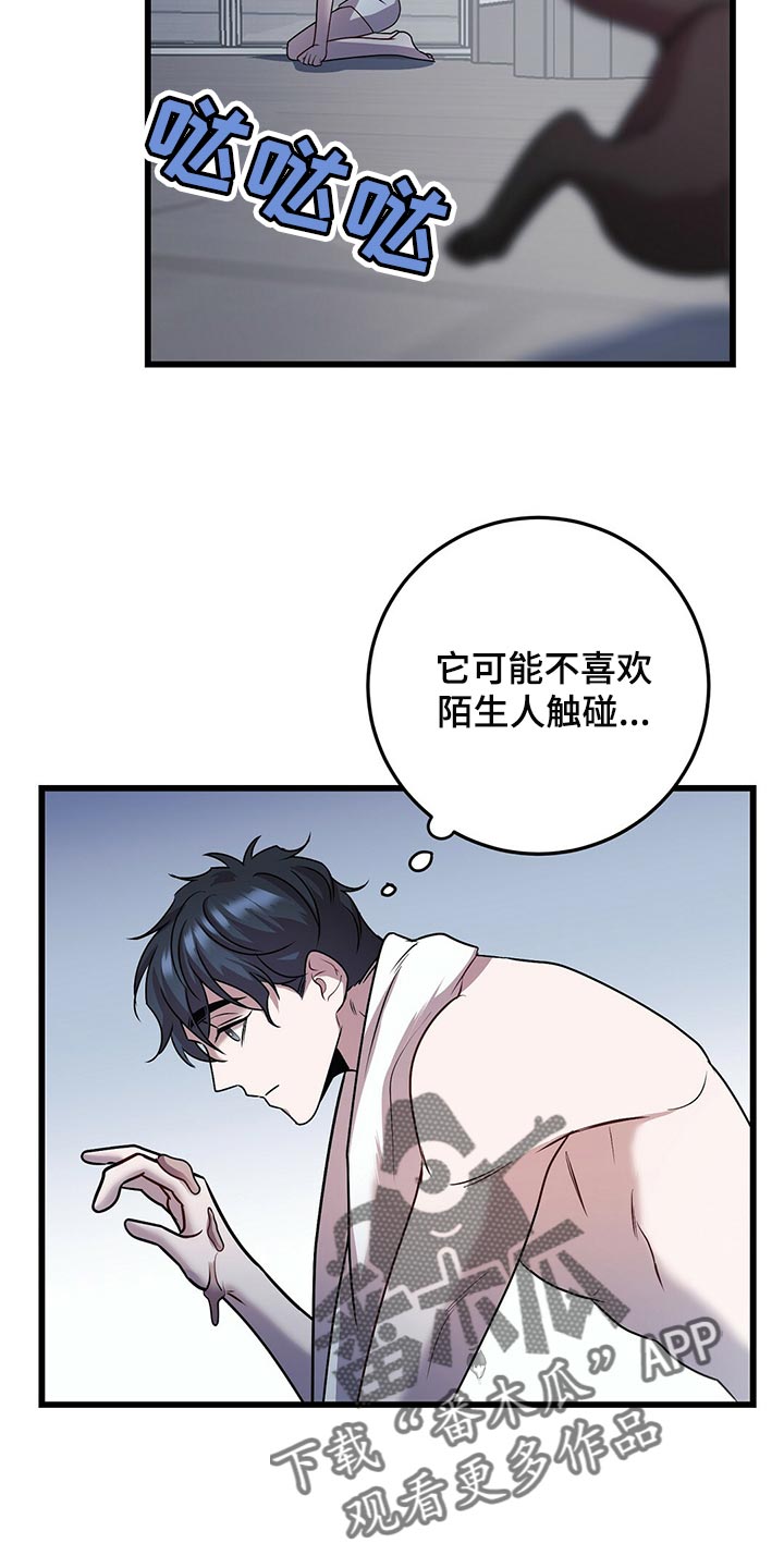 第29章：聪明的猫咪1