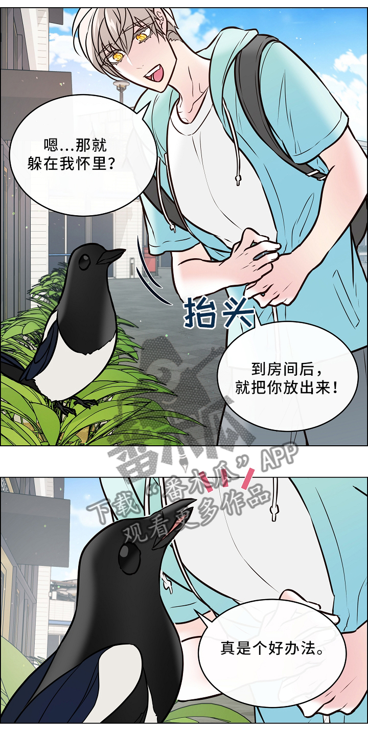 第43章：喜鹊的秘密3
